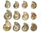 Lot: - Polished Whole Ammonite Fossils - Pieces #116659-2